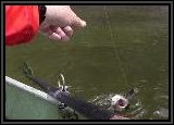 This Smallmouth Bass spit the Rat-L-Trap lure right at the boat! It always amazes me that these fish can spit super sharp treble hooks that this lure sports.