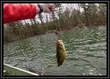 This is probably fish number 30 for the day that was caught on this lure! We found the best approach for this particular bait was to let it sink to the bottom, then bring it back moderately fast, or just fast enough to get the rattles to make noise.