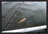 Dan bringing in a Smallmouth Bass