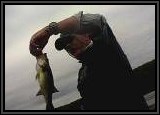 We normally don't catch very many Largemouth Bass on this lake with metal spinner lures in October but this year they HAMMERED them!