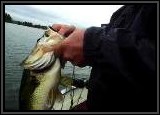 Vinny hauls in a BIG TOAD of a Largemouth on the 4" Tube !