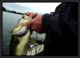 Vinny hauls in a BIG TOAD of a Largemouth on the 4" Tube !