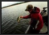 Pete used this bait the most all week. He caught boat loads of Largemouth Bass with it !!