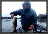 The steady rain did not discourage the bite! And this bait was deadly!