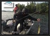 Dan hooks up another of the many Pike and Bass he caught with the Livingston Lure on this trip. We think the lures technology was a major reason why we caught some nice fish on the dark overcast days we experienced.