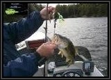 Dennis hooks up another nice Largemouth Bass on the