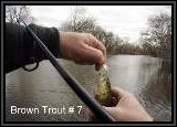 The small lure coupled with the use of the Line Dancer produced the most fish caught on this river today!