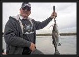 Stripe Bass Schoolie On the SFT