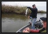 Pete got a nice Striper on the SFT Lure