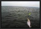 One of Dan's fluke... this one took the main jig. Note the Yum bait and teaser above it.