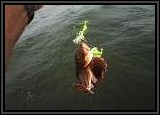 Dan brings in one of two Sea Robin he caught today.