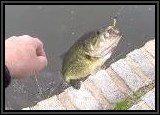This is a really nice size Largemouth for this lake!